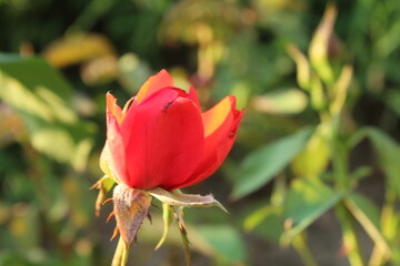 pink bud blooming roses spring summer biology. Cultivation of rose flowers