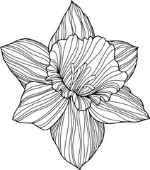 Flower isolated on white, hand drawn sketch, vector flower illustration. Eps 10