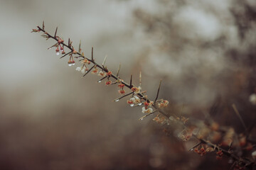 thorns on a branch