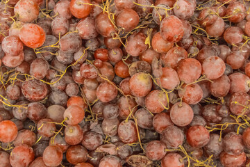 Red grapes agriculture and harvest natural ripe wine background