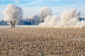 Idyllic winter landscape near Warendorf in Münsterland, Germany