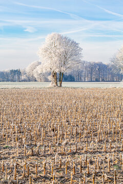 Beautiful winter landscape near Warendorf in Münsterland, Germany