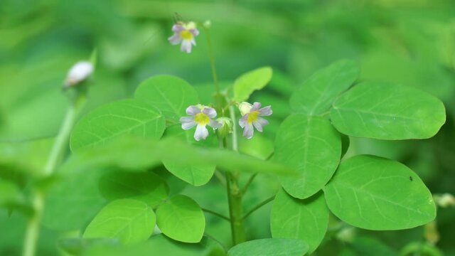 oxallis barrelieri (Calincing) with a natural background. Indonesain call it calincing or blimbing-blimbingan