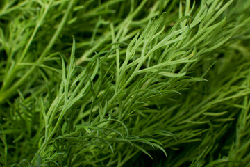 Dill texture background. A bunch of dill.