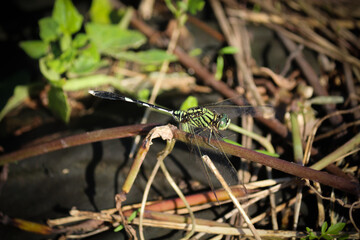 Dragonfly perched on bushes on blurred background