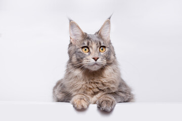 Funny large longhair gray kitten with beautiful big brawn eyes. Lovely fluffy cat Maine Coon breed lying on white table. Free space for text.