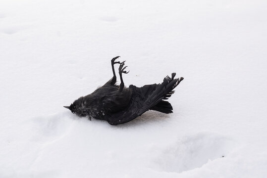 dead black bird on the snow