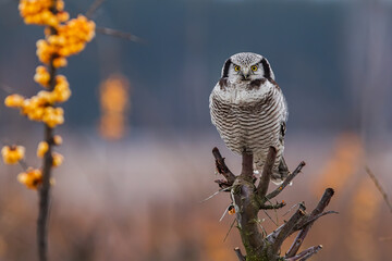 Sowa jarzębata (Northern hawk Owl) Surnia ulula © Patryk