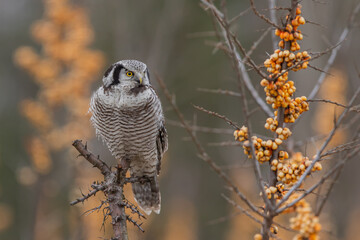 Sowa jarzębata (Northern hawk Owl) Surnia ulula - obrazy, fototapety, plakaty