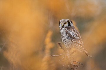 Sowa jarzębata (Northern hawk Owl) Surnia ulula