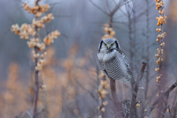 Sowa jarzębata (Northern hawk Owl) Surnia ulula © Patryk