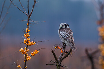 Sowa jarzębata (Northern hawk Owl) Surnia ulula © Patryk