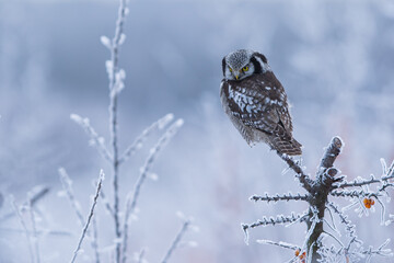 Sowa jarzębata (Northern hawk Owl) Surnia ulula © Patryk