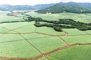 Aerial view, sugar cane fields at Grand Port, ile Chat, Mauritius, Africa