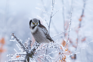 Sowa jarzębata (Northern hawk Owl) Surnia ulula