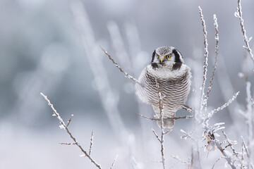 Sowa jarzębata (Northern hawk Owl) Surnia ulula © Patryk