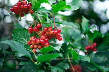 Close up image of viburnum branch with leaves and red shiny berries on twigs. Heap bunch of guelder rose harvest in the garden. Natural foliage blur background.