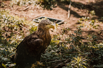Wild eagle standing in the wildland forest. Bird of prey with beautiful wings and feathers on natural background. Bird predator looking for a victim prey.