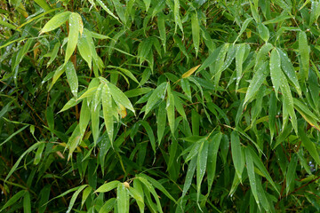 Bamboo Plant Leaves with Raindrops Closeup View