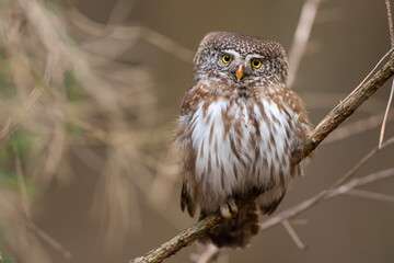 Sóweczka (Pygmy owl) Glaucidium passerinum © Patryk