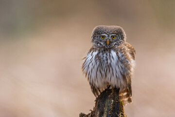 Sóweczka (Pygmy owl) Glaucidium passerinum © Patryk