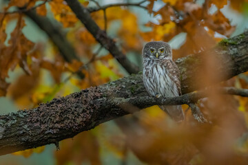 Sóweczka (Pygmy owl) Glaucidium passerinum © Patryk