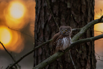 Sóweczka (Pygmy owl) Glaucidium passerinum © Patryk
