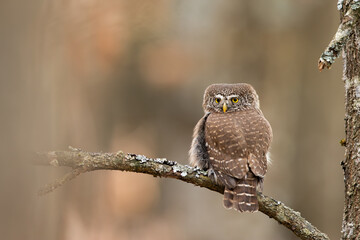 Sóweczka (Pygmy owl) Glaucidium passerinum