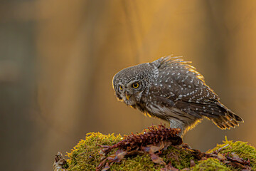 Sóweczka (Pygmy owl) Glaucidium passerinum © Patryk
