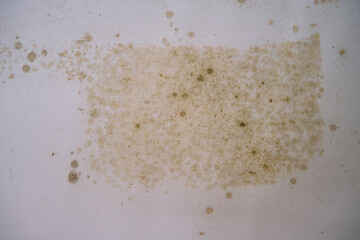 dampness and mold on walls and ceilings