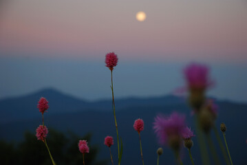 Fototapeta na wymiar Highlander flower at sunset against the backdrop of the sun