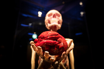 red heart in the hands of a skeleton on a dark background. The concept of love, medicine and health care. - obrazy, fototapety, plakaty
