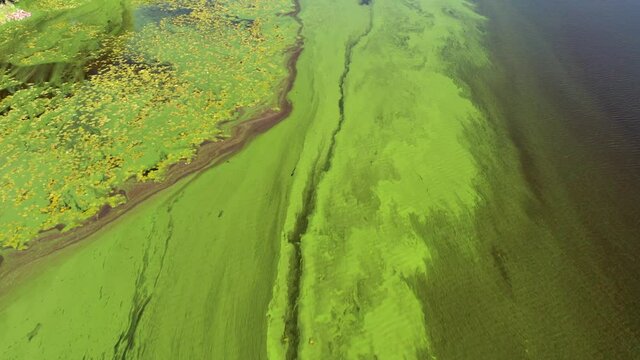Flying over the green river. Top view of the river covered with green algae. Lonely fishermen fish in the green river.