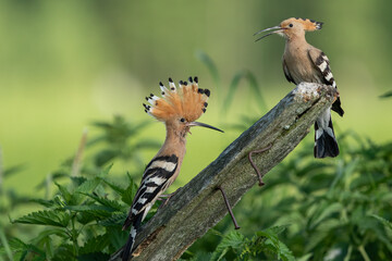 Dudek (Upupa epopee) hoopoe