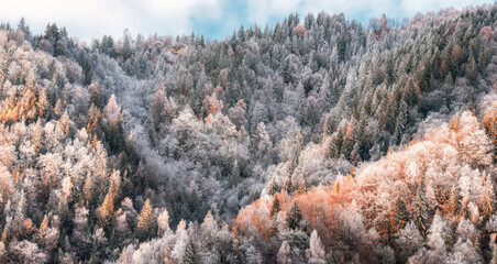 Early winter in the mountains colorful foliage and pines trees frozen and covered in snow at sunset	 - 480162562