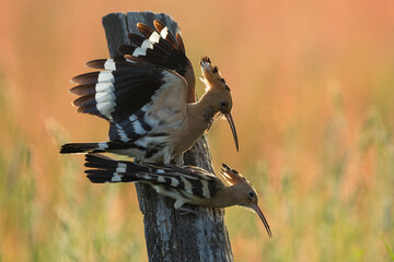 Dudek (Upupa epopee) hoopoe © Patryk