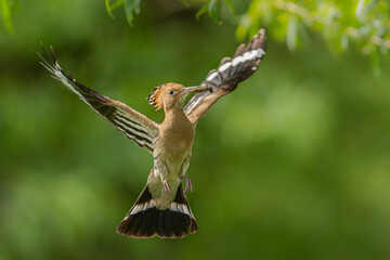 Dudek (Upupa epopee) hoopoe © Patryk