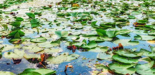 Water lily in water, Danube delta - 480162752