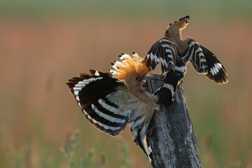 Dudek (Upupa epopee) hoopoe © Patryk