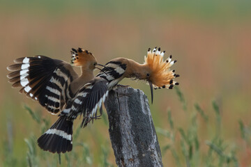 Dudek (Upupa epopee) hoopoe © Patryk
