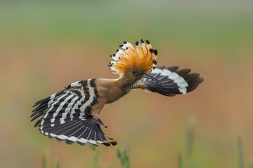 Dudek (Upupa epopee) hoopoe © Patryk
