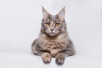 Funny large longhair gray kitten with beautiful big brawn eyes. Lovely fluffy cat Maine Coon breed lying on white table. Free space for text.