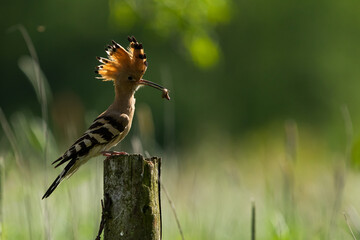 Dudek (Upupa epopee) hoopoe © Patryk