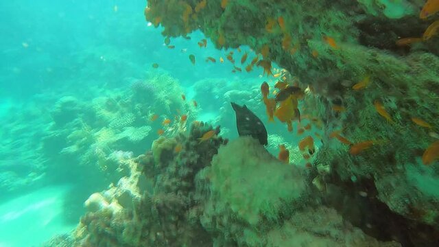 Slow motion video of coral fish, barracuda fish, snorkeling, freedifing, diving in Egypt on the beach. Underwater world of the Red Sea. Fish in the Red Sea Egypt.  Coral reef. 50 fps 4 K.