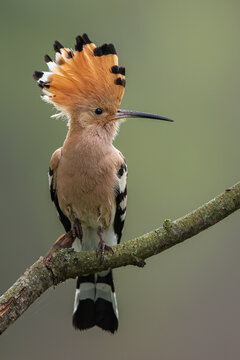 Dudek (Upupa epopee) hoopoe