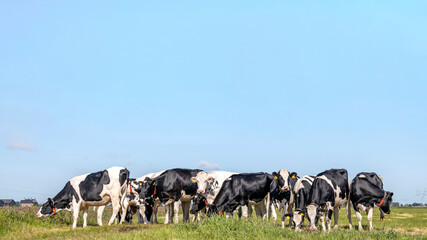Herd cows together gathering in a field, happy and joyful and a high blue sky, a panoramic wide view