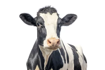 Foto op Aluminium Cute cow isolated on white, black mottled, gentle surprised look, pink nose © Clara