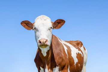 Cow portrait, a cute and calm red bovine, white red mottled, pink nose and friendly expression