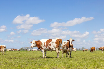 Two cows standing together, the herd grazing in a pasture, red and white, a blue sky and horizon over land