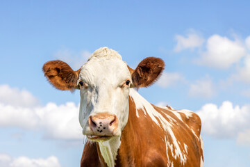 A cow chewing looking silly, white with red spots and ears